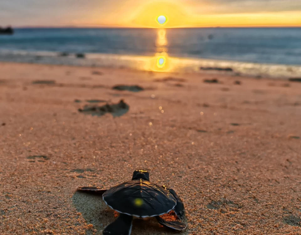 tioman sea turtle under the sunset