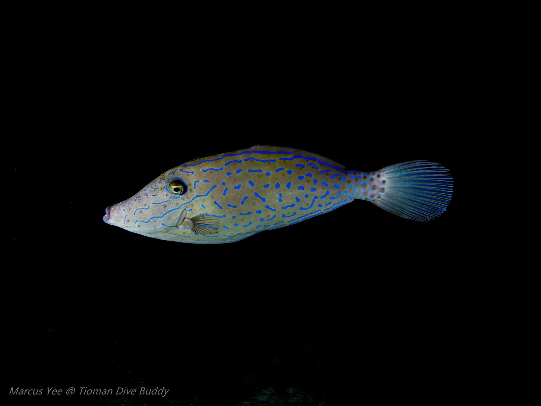 Discover the Enchanting Filefish