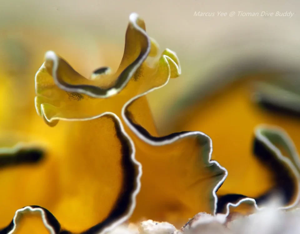 Discover the Fascinating Pseudobiceros flowersi Flatworm of Tioman Island