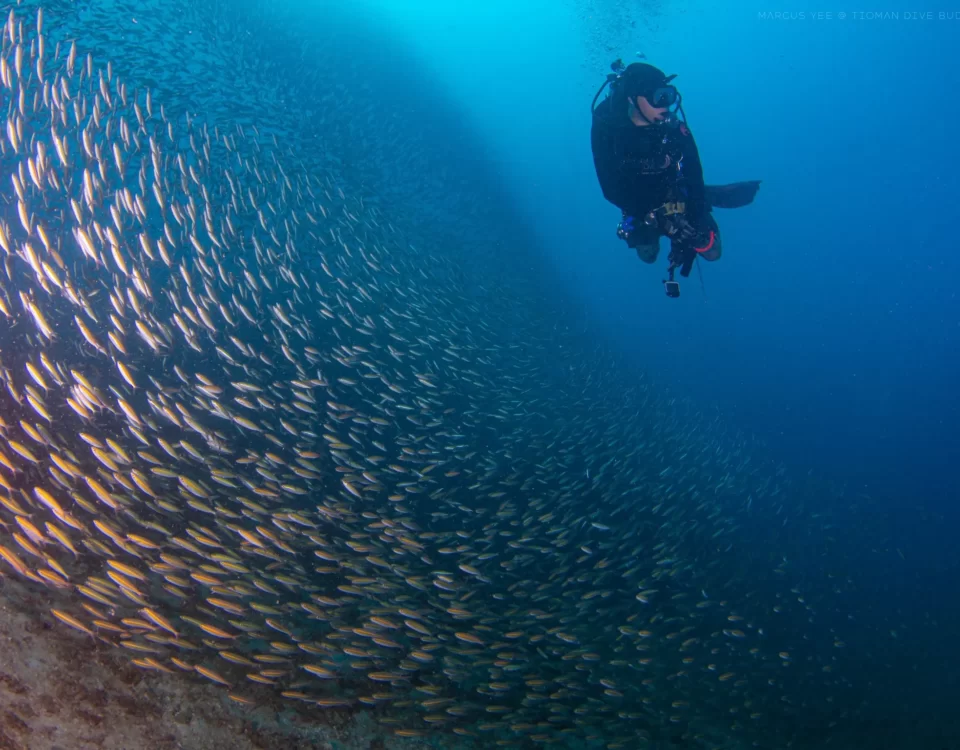 Dive with Confidence The Complete Guide to Your Open Water Diver Course