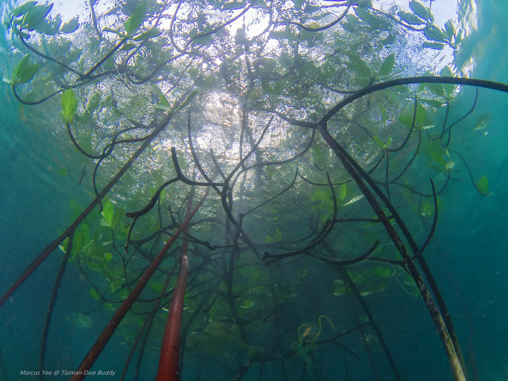 Explore Tioman’s Mangrove Forests A Hidden Gem of Biodiversity