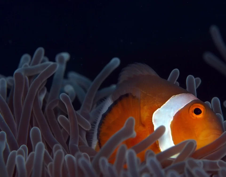 Meet Nemo Clownfish of Tioman Island's Coral Reefs