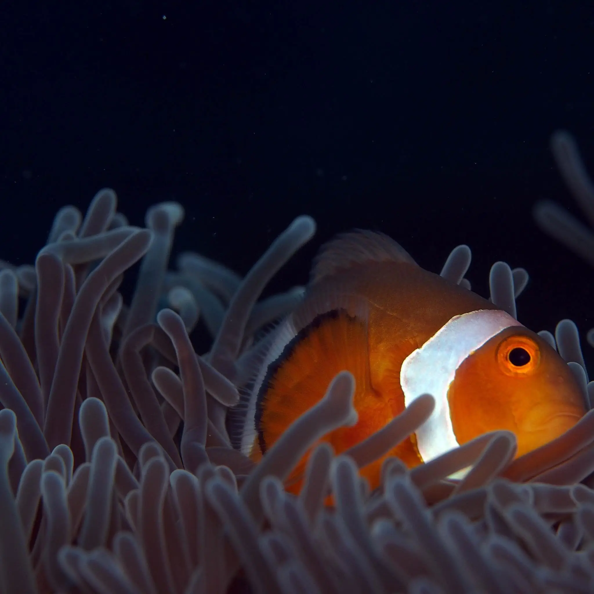 Meet Nemo Clownfish of Tioman Island's Coral Reefs