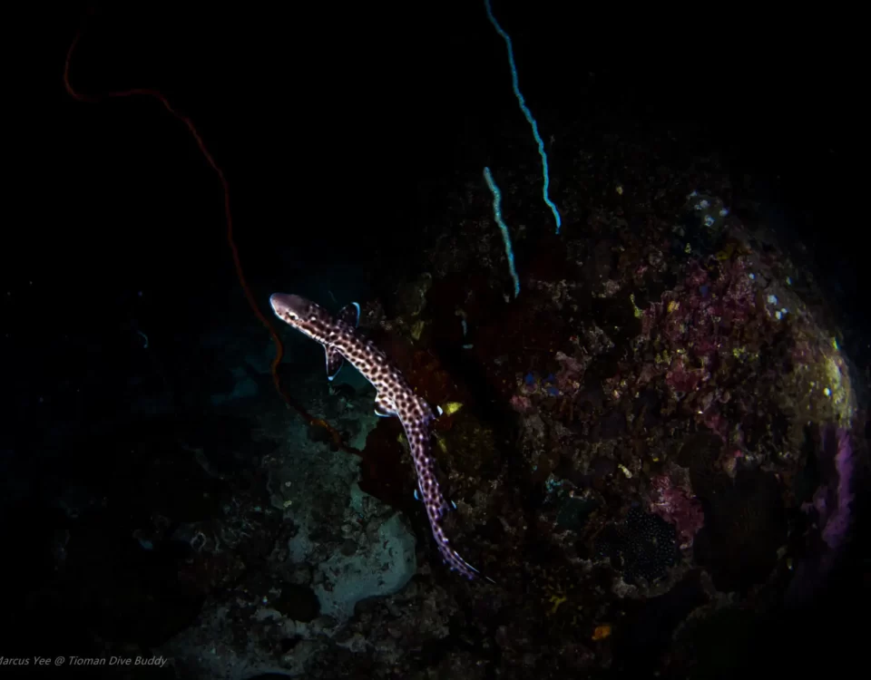 Meet the Mysterious Coral Cat Shark