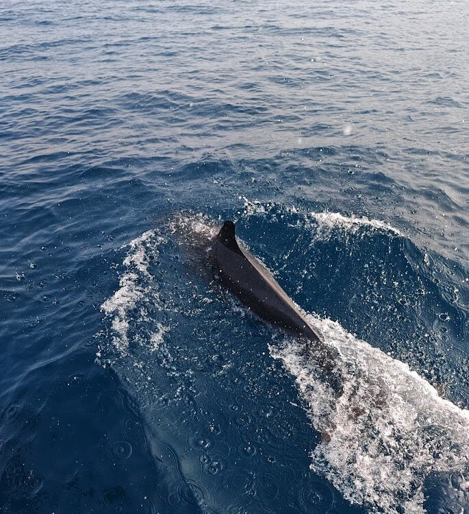 Sailling with Dolphin at Tioman Island