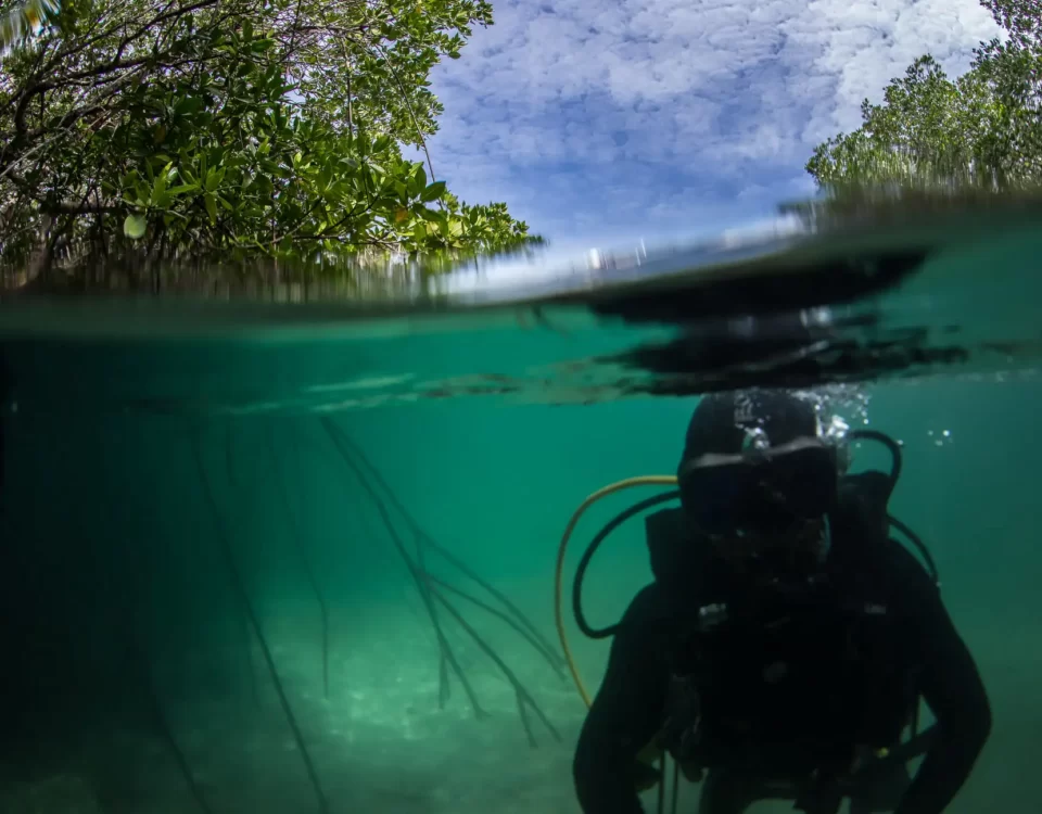 Uncover the Mysteries of Tioman's Mangrove Forests