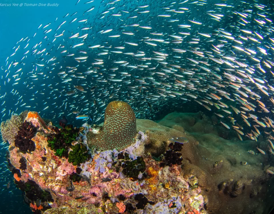 Vibrant Coral Reefs and Colorful Fishes Exploring Tioman Underwater