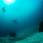 Why the Open Water Diver Course Is Essential for Every Ocean Enthusiast