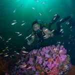 Eco-Friendly Diving Tips to Protect Tioman Island’s Coral Reefs