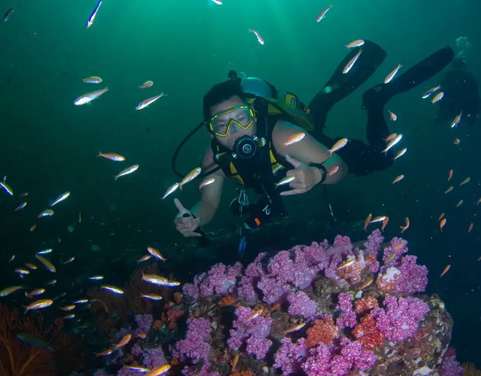 Eco-Friendly Diving Tips to Protect Tioman Island’s Coral Reefs